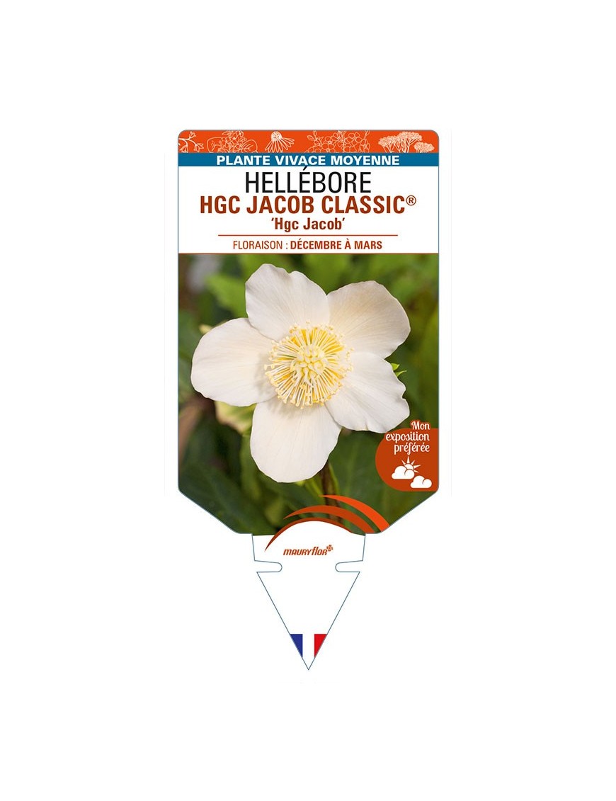 HELLEBORUS (niger) HGC JACOB CLASSIC® 'Hgc Jacob'
