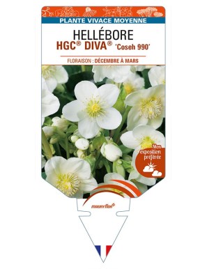 HELLEBORUS (niger) HGC® DIVA® 'Coseh 990'