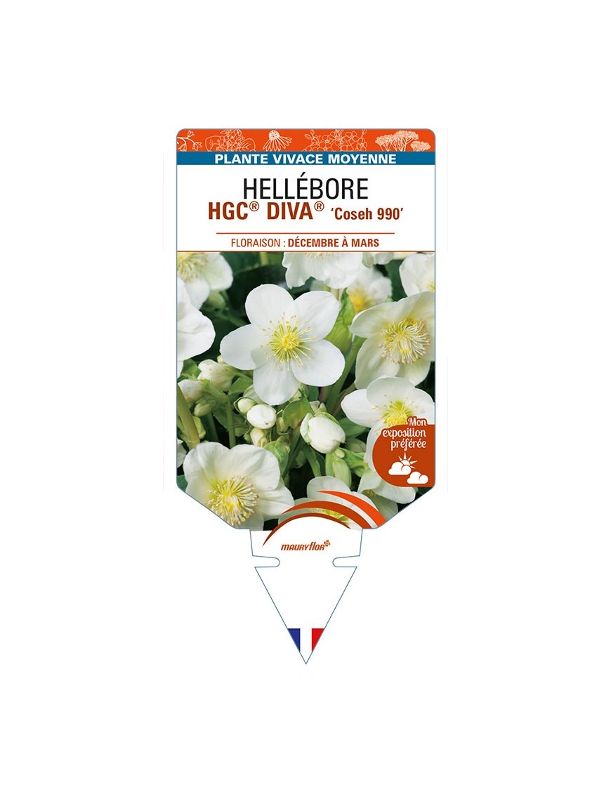 HELLEBORUS (niger) HGC® DIVA® 'Coseh 990'
