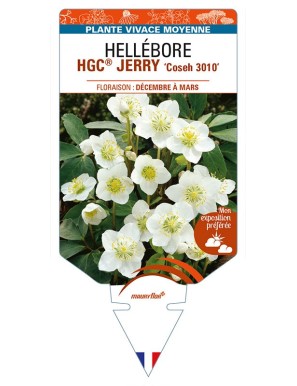 HELLEBORUS (niger) HGC® JERRY 'Coseh 3010'