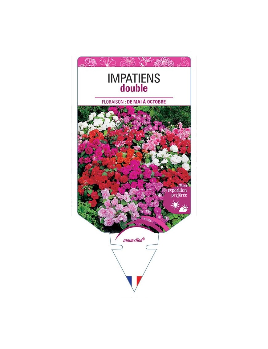 IMPATIENS DOUBLE