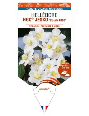 HELLEBORUS (niger) HGC® JESKO 'Coseh 1000'