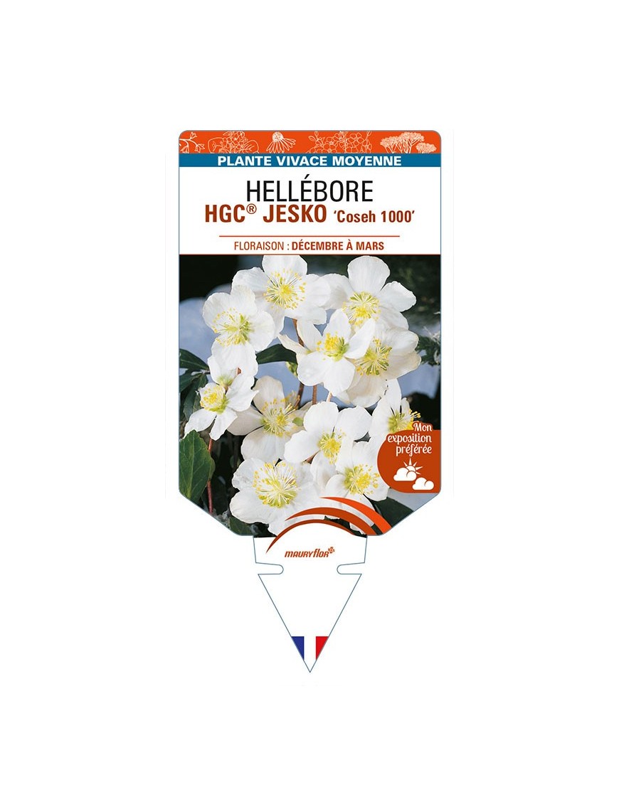 HELLEBORUS (niger) HGC® JESKO 'Coseh 1000'