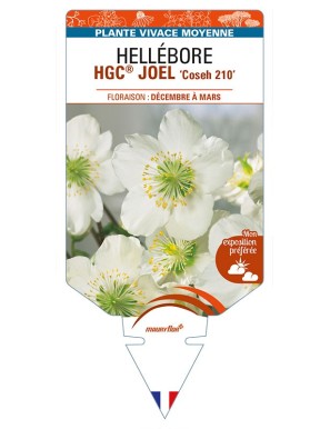 HELLEBORUS (niger) HGC® JOEL 'Coseh 210'