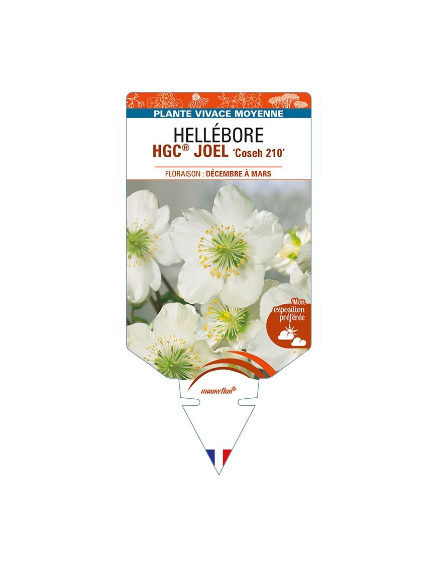 HELLEBORUS (niger) HGC® JOEL 'Coseh 210'