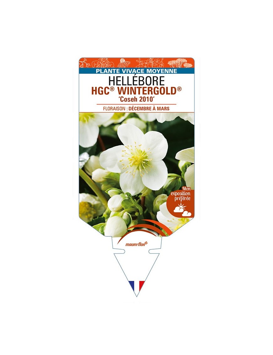 HELLEBORUS (niger) HGC® WINTERGOLD® 'Coseh 2010'