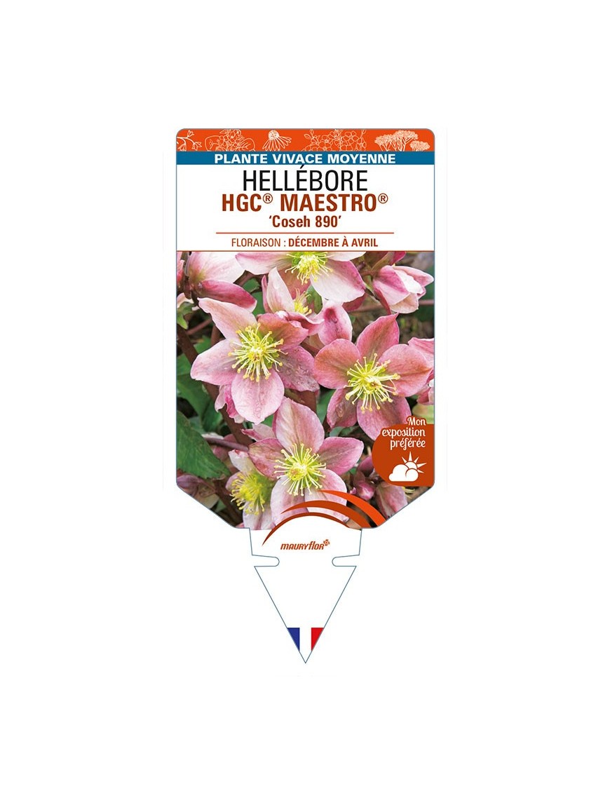 HELLEBORUS (x ballardiae) HGC® MAESTRO® 'Coseh 890'