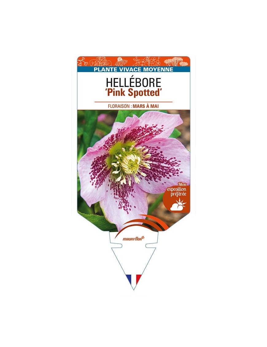 HELLEBORUS (x hybridus) Pink Spotted