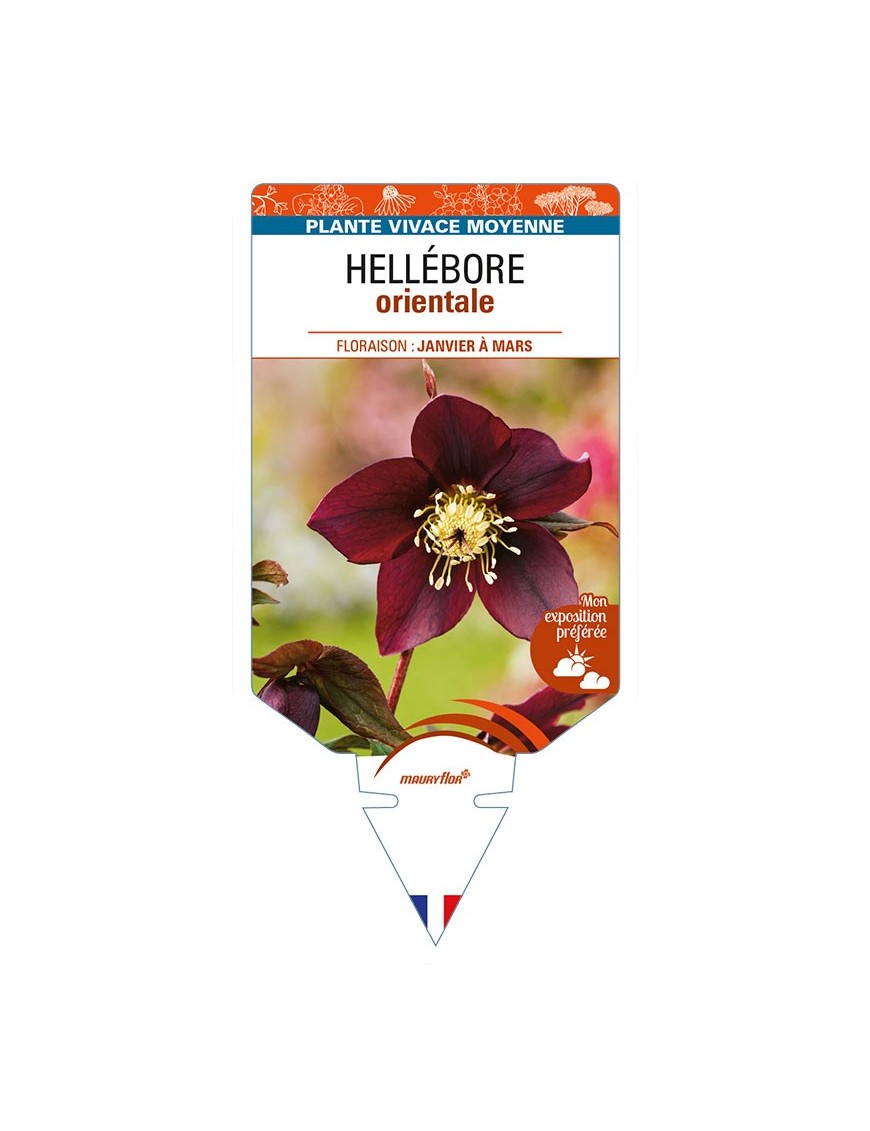 HELLEBORUS orientalis (noir)