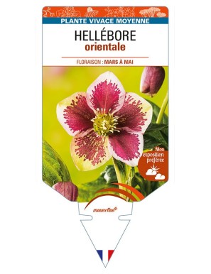 HELLEBORUS orientalis (rouge ponctué)