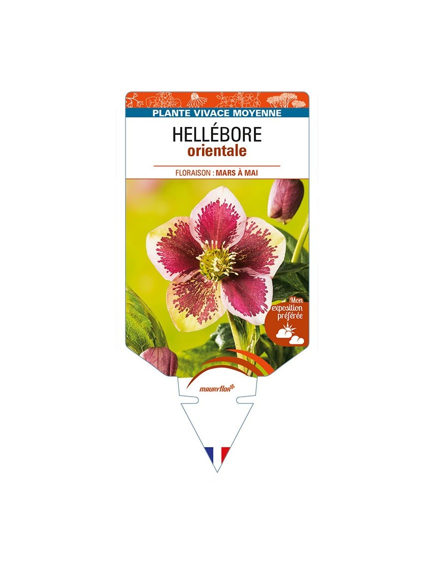HELLEBORUS orientalis (rouge ponctué)