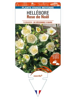 HELLEBORUS Rose de Noël