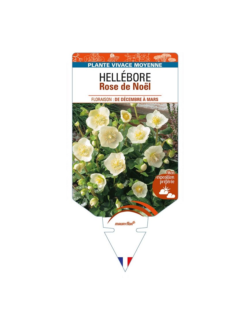 HELLEBORUS Rose de Noël