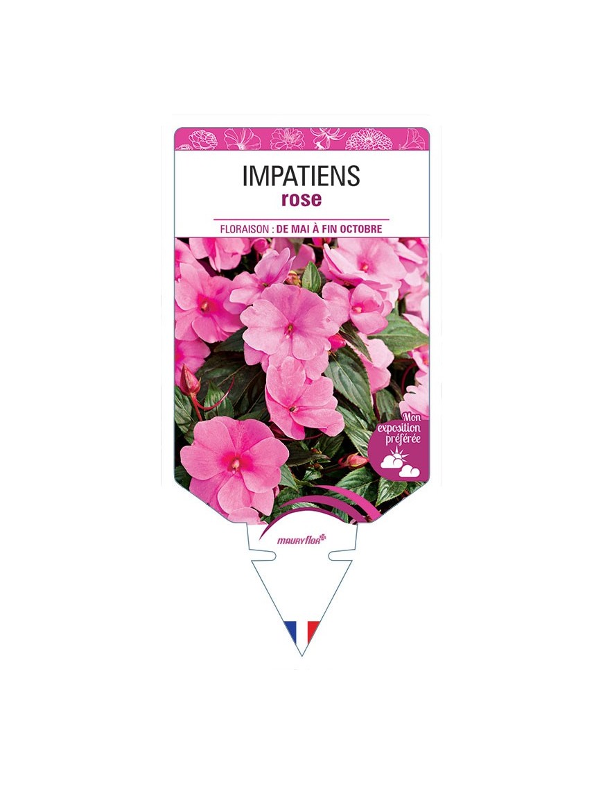 IMPATIENS ROSE