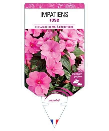 IMPATIENS ROSE