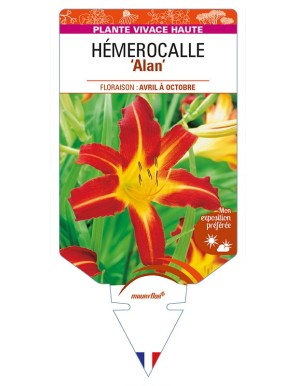 HEMEROCALLIS 'Alan'