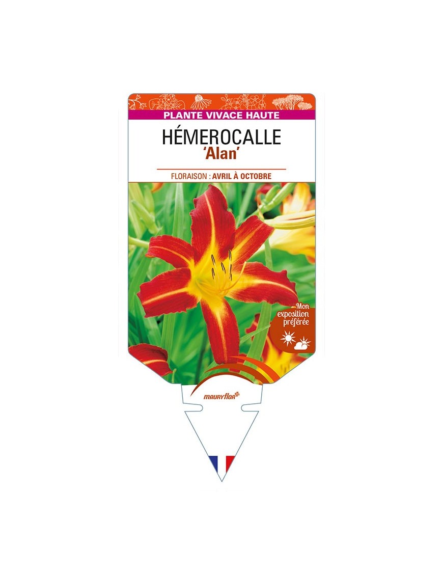 HEMEROCALLIS 'Alan'