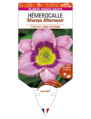 HEMEROCALLIS 'Always Afternoon'