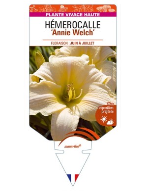 HEMEROCALLIS 'Annie Welch'