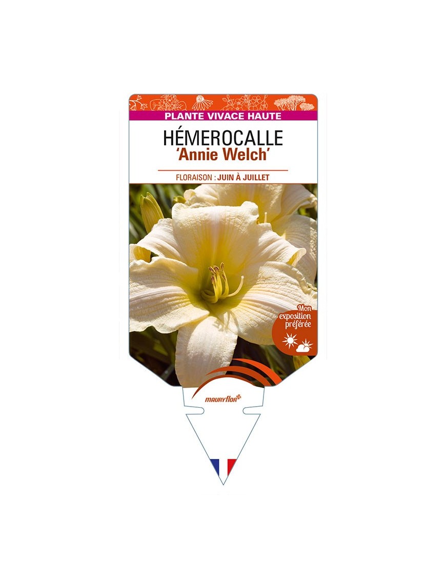 HEMEROCALLIS 'Annie Welch'