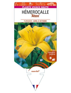 HEMEROCALLIS 'Aten'