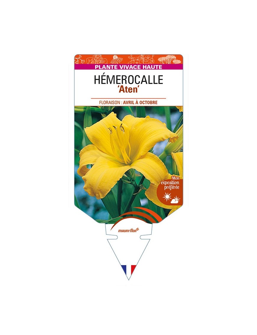HEMEROCALLIS 'Aten'