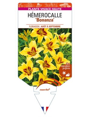 HEMEROCALLIS 'Bonanza'