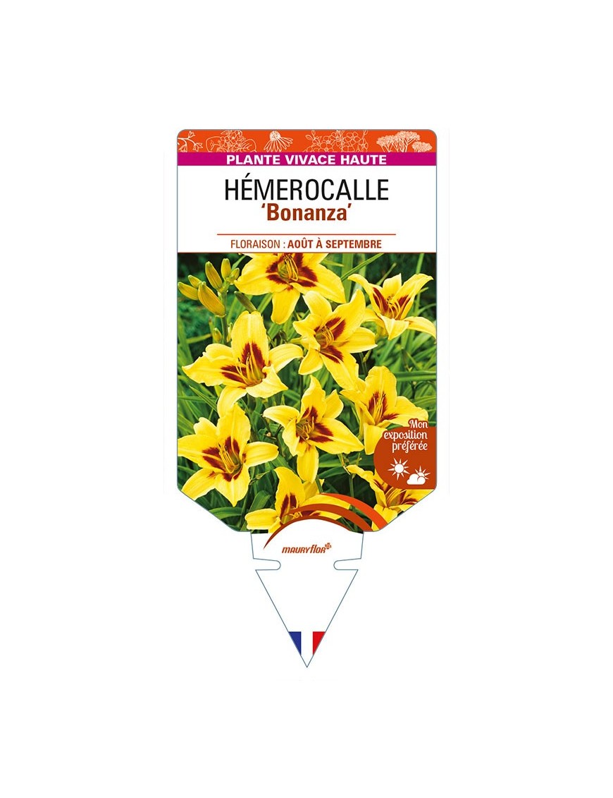 HEMEROCALLIS 'Bonanza'