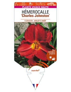 HEMEROCALLIS 'Charles Johnston'