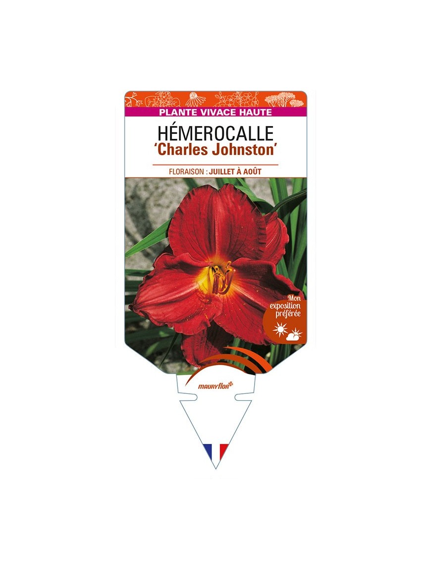 HEMEROCALLIS 'Charles Johnston'
