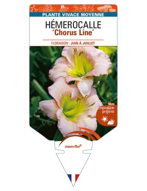 HEMEROCALLIS 'Chorus Line'