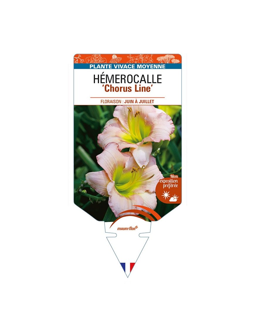 HEMEROCALLIS 'Chorus Line'