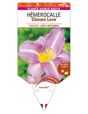 HEMEROCALLIS 'Chosen Love'