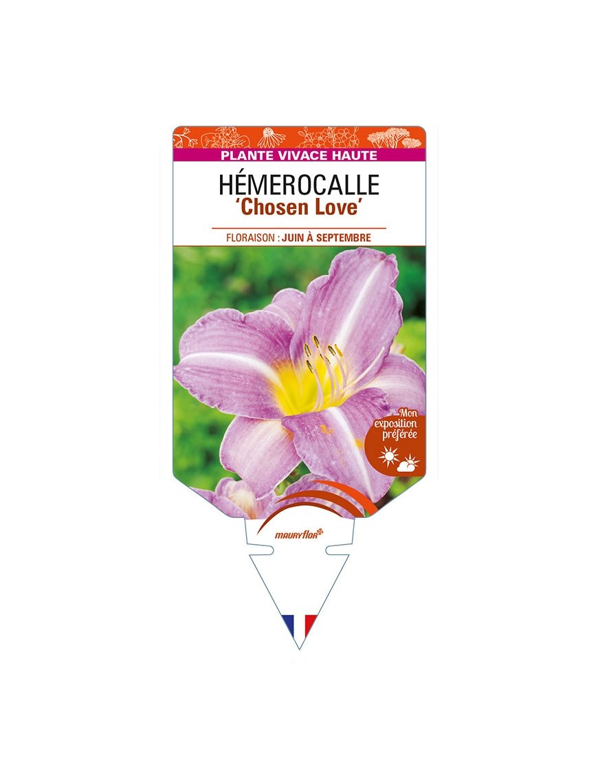 HEMEROCALLIS 'Chosen Love'