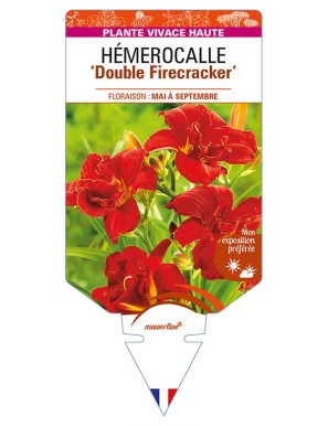 HEMEROCALLIS 'Double Firecracker'