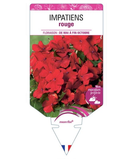 IMPATIENS ROUGE