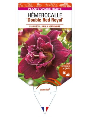 HEMEROCALLIS 'Double Red Royal'