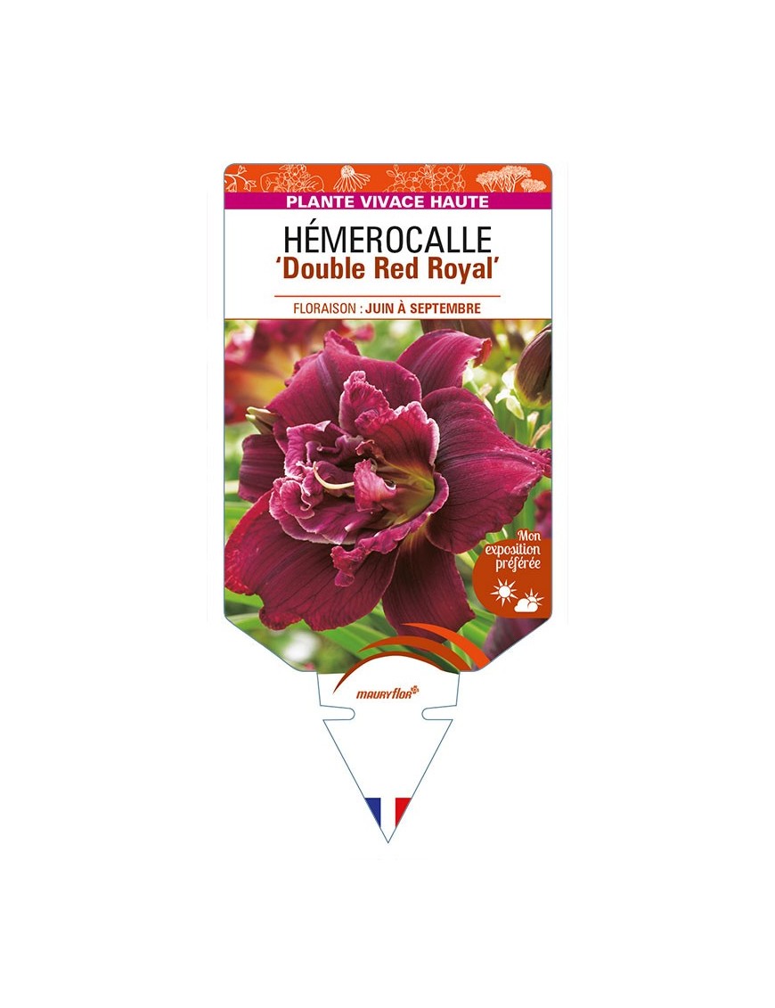 HEMEROCALLIS 'Double Red Royal'