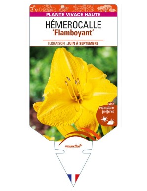 HEMEROCALLIS 'Flamboyant'