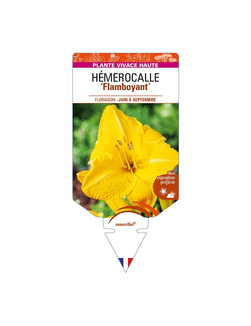 HEMEROCALLIS 'Flamboyant'