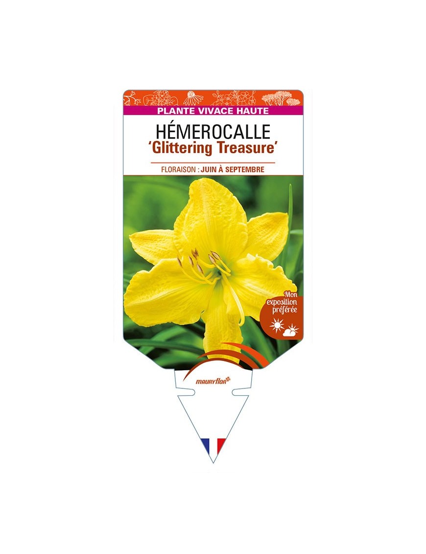 HEMEROCALLIS 'Glittering Treasure'