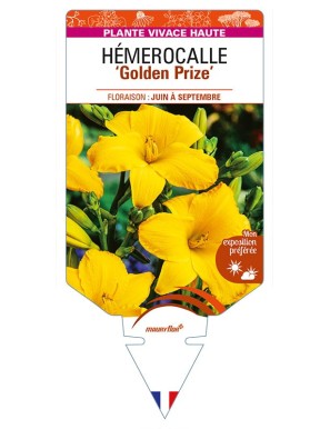 HEMEROCALLIS 'Golden Prize'