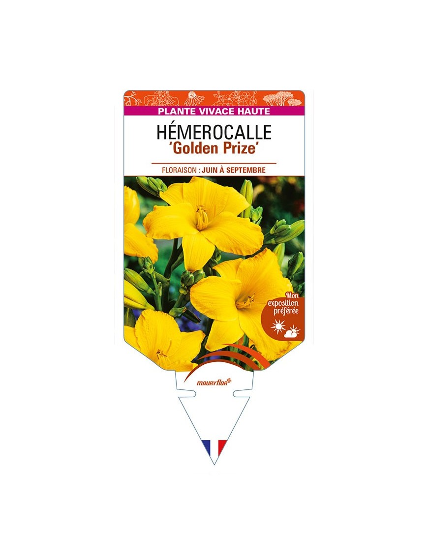 HEMEROCALLIS 'Golden Prize'