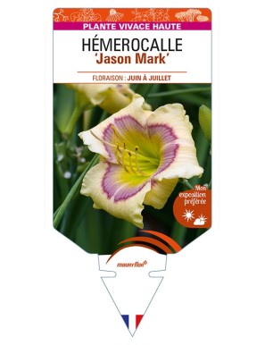 HEMEROCALLIS 'Jason Mark'