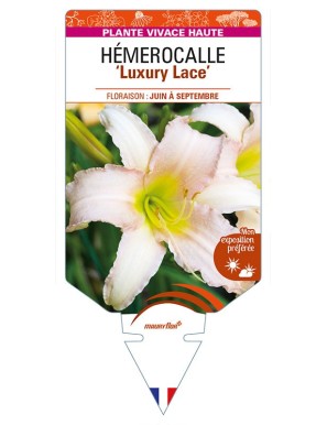 HEMEROCALLIS 'Luxury Lace'