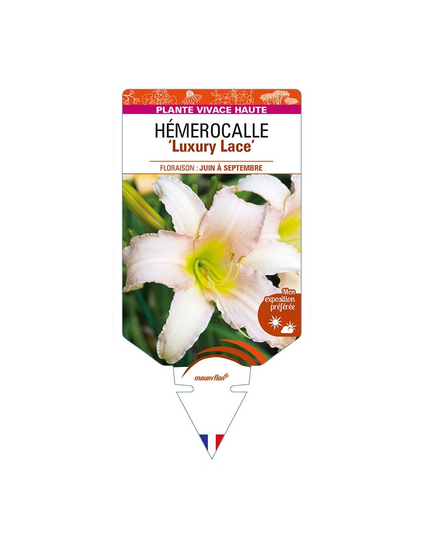 HEMEROCALLIS 'Luxury Lace'