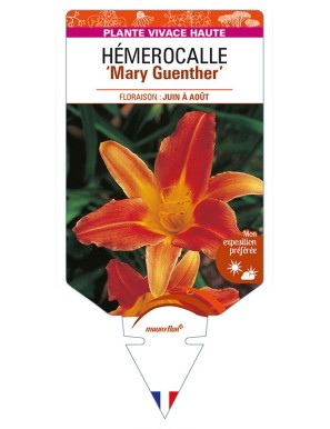 HEMEROCALLIS 'Mary Guenther'