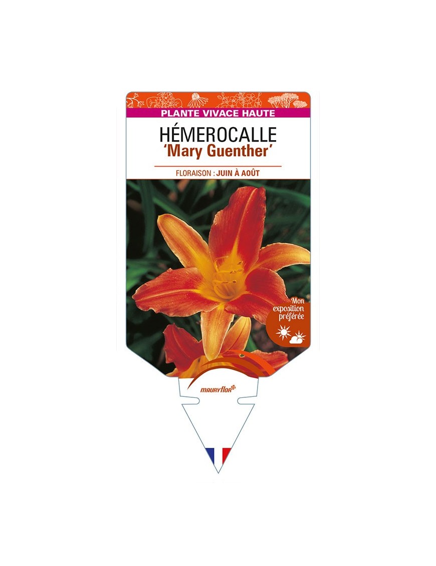 HEMEROCALLIS 'Mary Guenther'