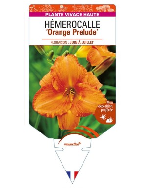 HEMEROCALLIS 'Orange Prelude'