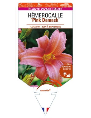 HEMEROCALLIS 'Pink Damask'